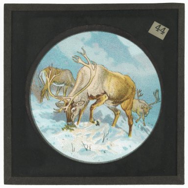 Elk or Deer in the snow