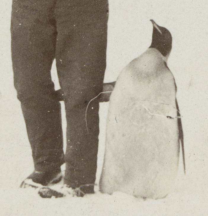 Image of penguin with rope visible around legs