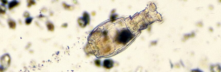 Microorganism