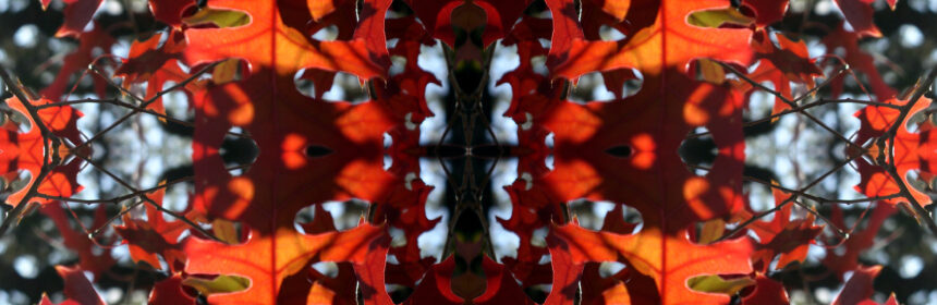 Abstract image of entangled leaves in red, orange, and black