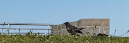 A Starling on a field with a backdrop of blue sky