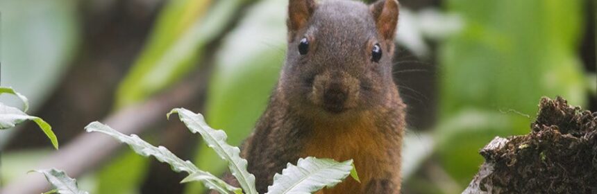 Squirrel in tree