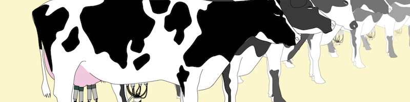 illustration of a row of dairy cows