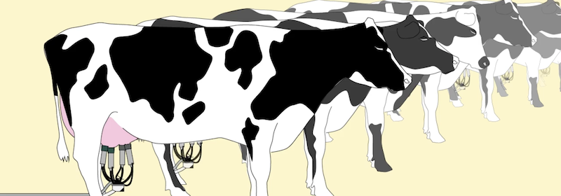 illustration of a row of dairy cows