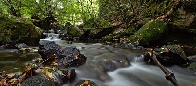 A photo of a stream running through lush green woodland trees.