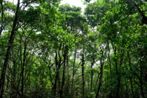 An image of a forest of trees with green leaves