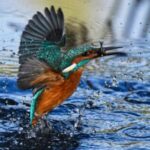 Close-up Photography of Green and Brown Bird Flying Over Body of Water With Catch On Its Beak