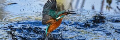 Close-up Photography of Green and Brown Bird Flying Over Body of Water With Catch On Its Beak